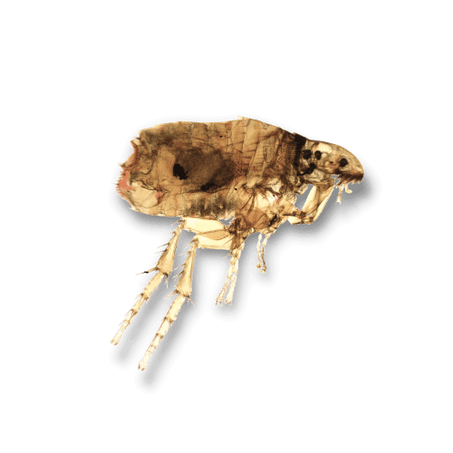 Disinfestazione pulci
