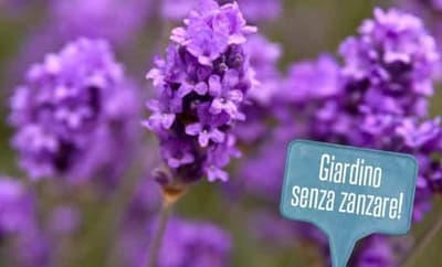 zanzare in giardino