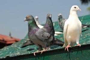 Come fare per allontanare piccioni?