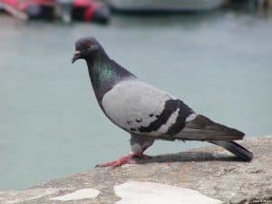 Come scacciare piccioni?