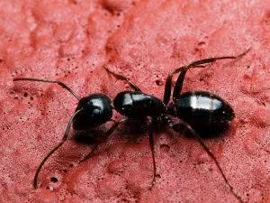 Richiedi una disinfestazione formiche! Formica nera su pavimento rosso