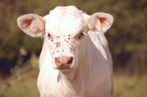 rimedi naturali contro le mosche