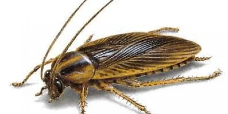 blatta germaica