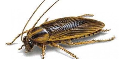 blatta germaica