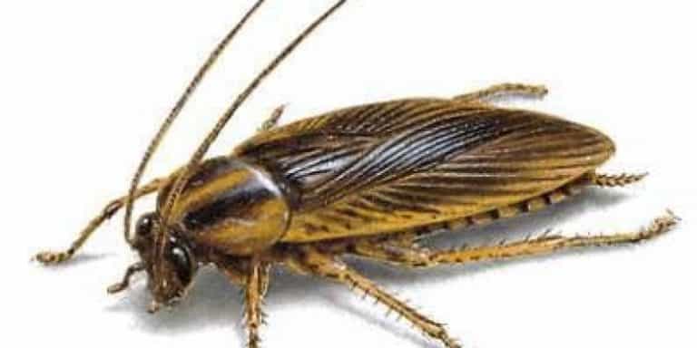 blatta germaica