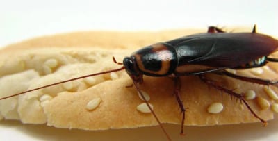insetto mangiapane