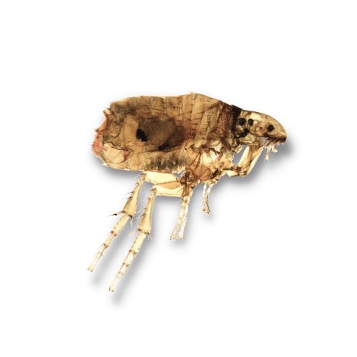 Disinfestazione pulci