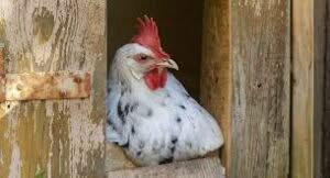 gallo bianco con cresta rossa accovacciato nel pollaio con mosche addosso
