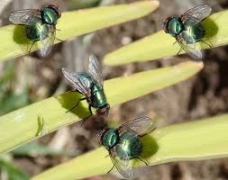 4 mosche nere e verdi cangianti su altrettante folie gialle