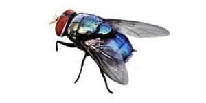 primo piano di mosca con corpo blu cangiante su sfondo bianco